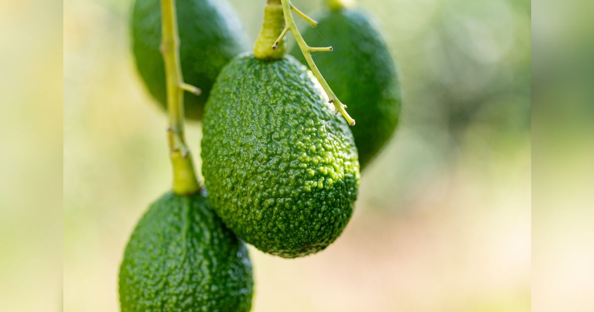 Colombia Avocado Board Showcases Produce, Coffee at IFPA Global