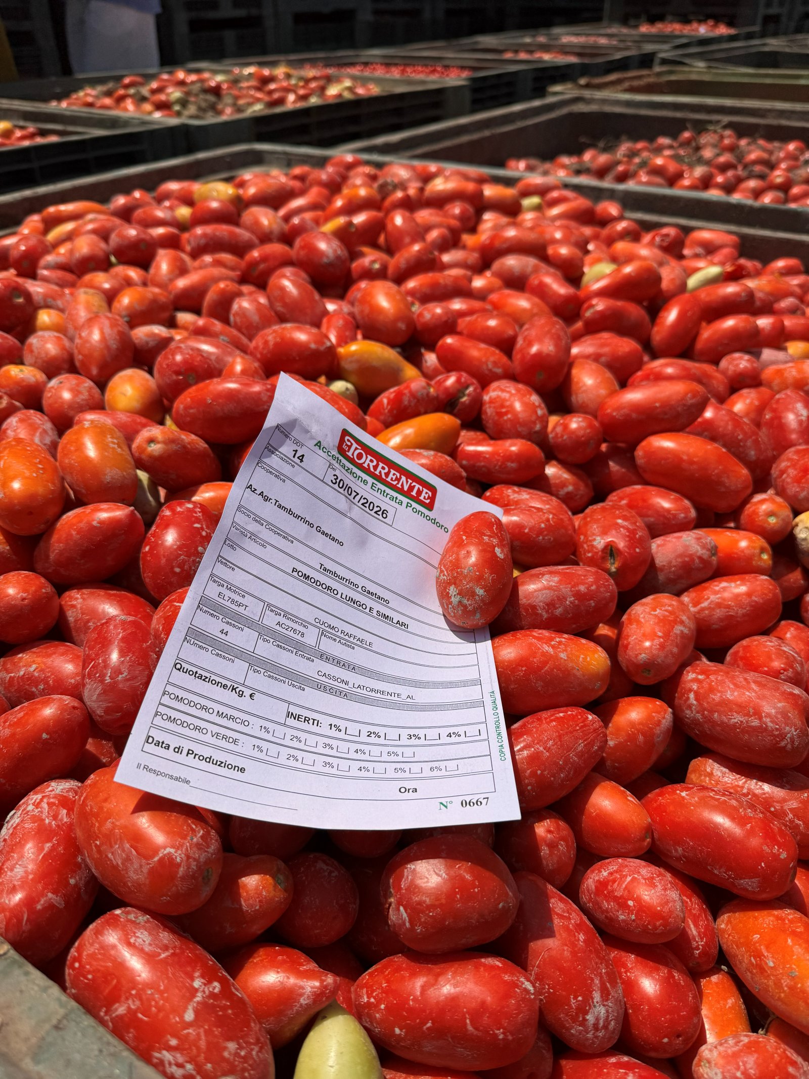 Italian canned tomatoes featured in the 'Red Gold from Europe' campaign